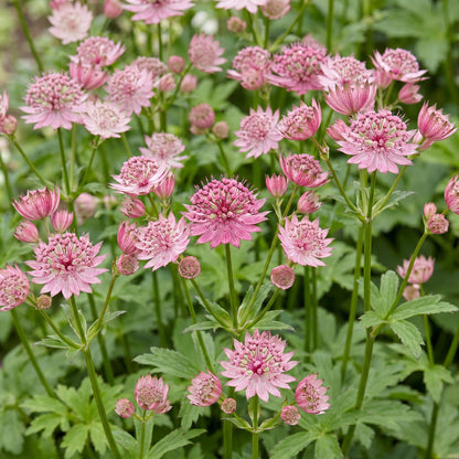 Sterndolde – Astrantia major – 6 Pflanzen – Topf Ø11cm – Bienenfreundliche Staude für Garten & Balkon