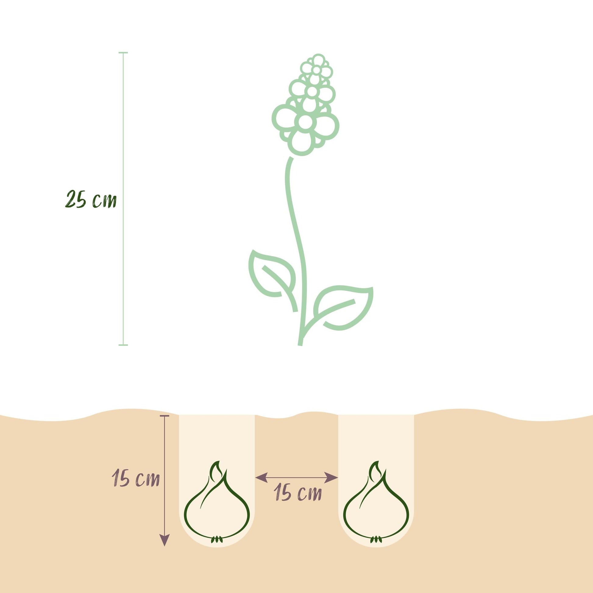 GreenboutiQ - Blumenzwiebeln - Hyacinth Pastel mix - Verschiedene Pastellfarben - 10 Stück - Zwiebelgröße 14/15 - XXL Pack 