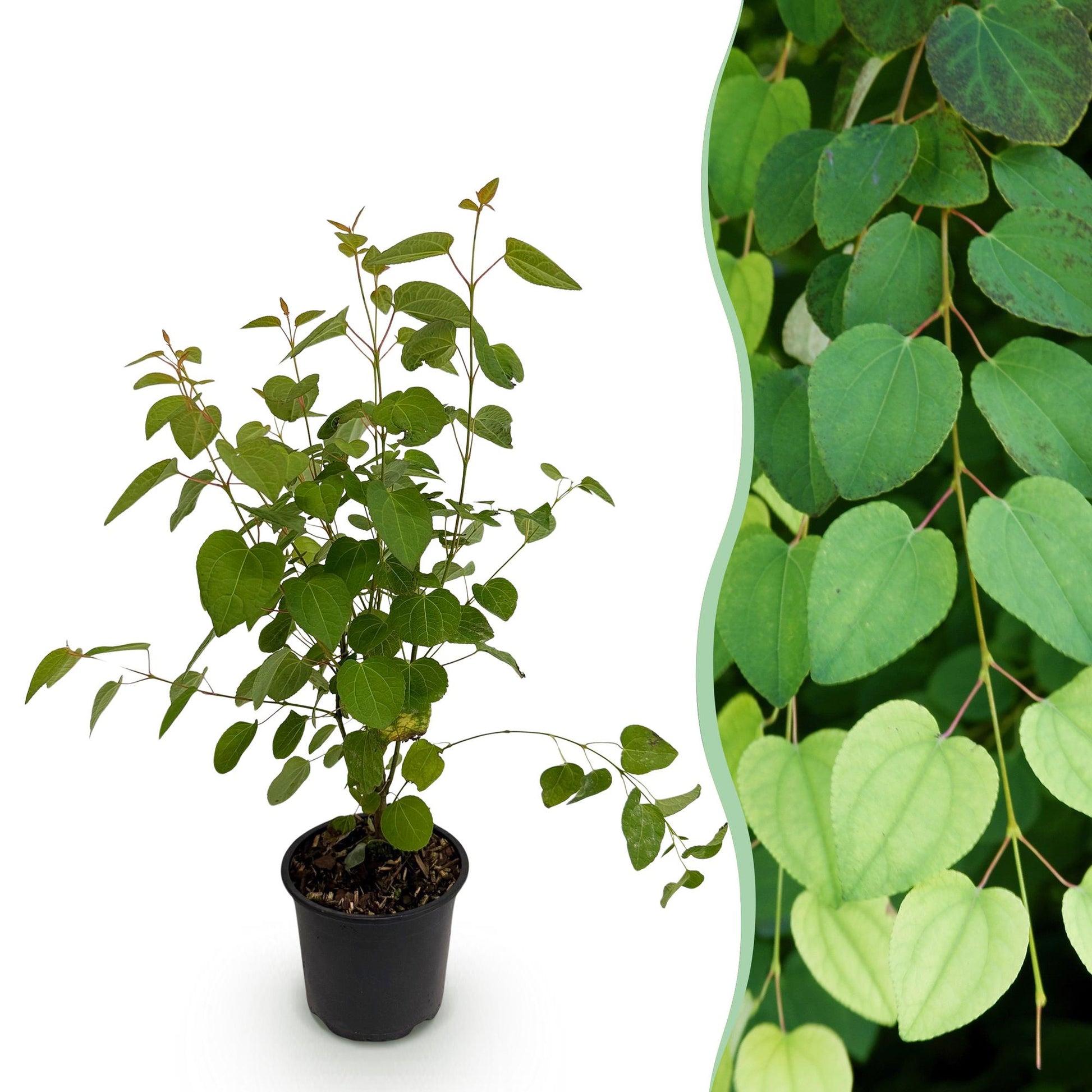 Japanischer Kuchenbaum Cercidiphyllum japonicum Ø12cm Höhe35cm – Laubabwerfender Zierstrauch mit herzförmigen Blättern – Pflegeleicht für Garten & Terrasse 