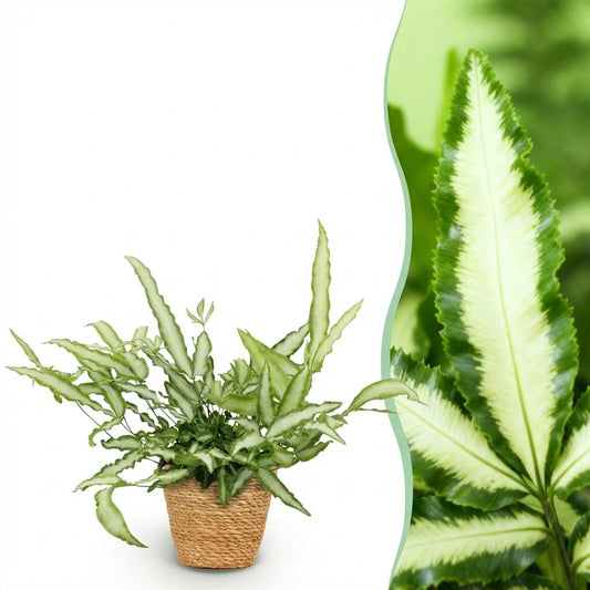 Green boutiQ - Zimmerpflanze - Pteris cretica Albolineata - Schwertfarn - Haustierfreundliche Pflanze - Grün - 1 Pflanze - mit Korb - Topf 12cm - Höhe 20cm 