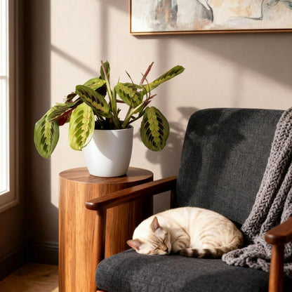 Green boutiQ - Zimmerpflanze - Maranta Fascinator Tricolour - Gebetsblatt - Haustierfreundliche Pflanze - Grün - 1 Pflanze - mit Potter Weiß - Topf 12cm - Höhe 25cm 