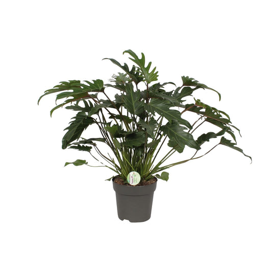 Baumfreund - Philodendron Xanadu - Zimmerpflanze - Ø21cm - ↕65cm