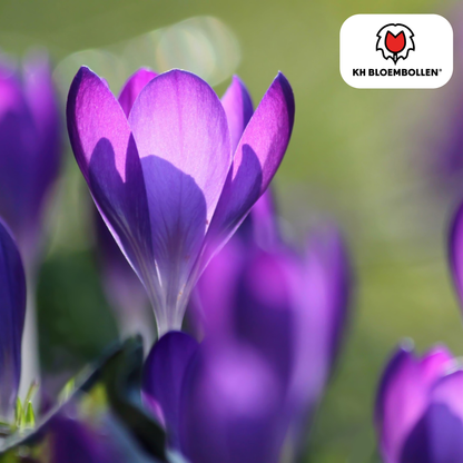 Krokus purpur – 30 Blumenzwiebeln – violette Frühlingsblüher für Beet, Rasen & Topf – mehrjährig 