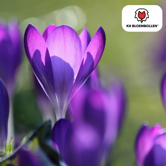 Krokus purpur – 30 Blumenzwiebeln – violette Frühlingsblüher für Beet, Rasen & Topf – mehrjährig 