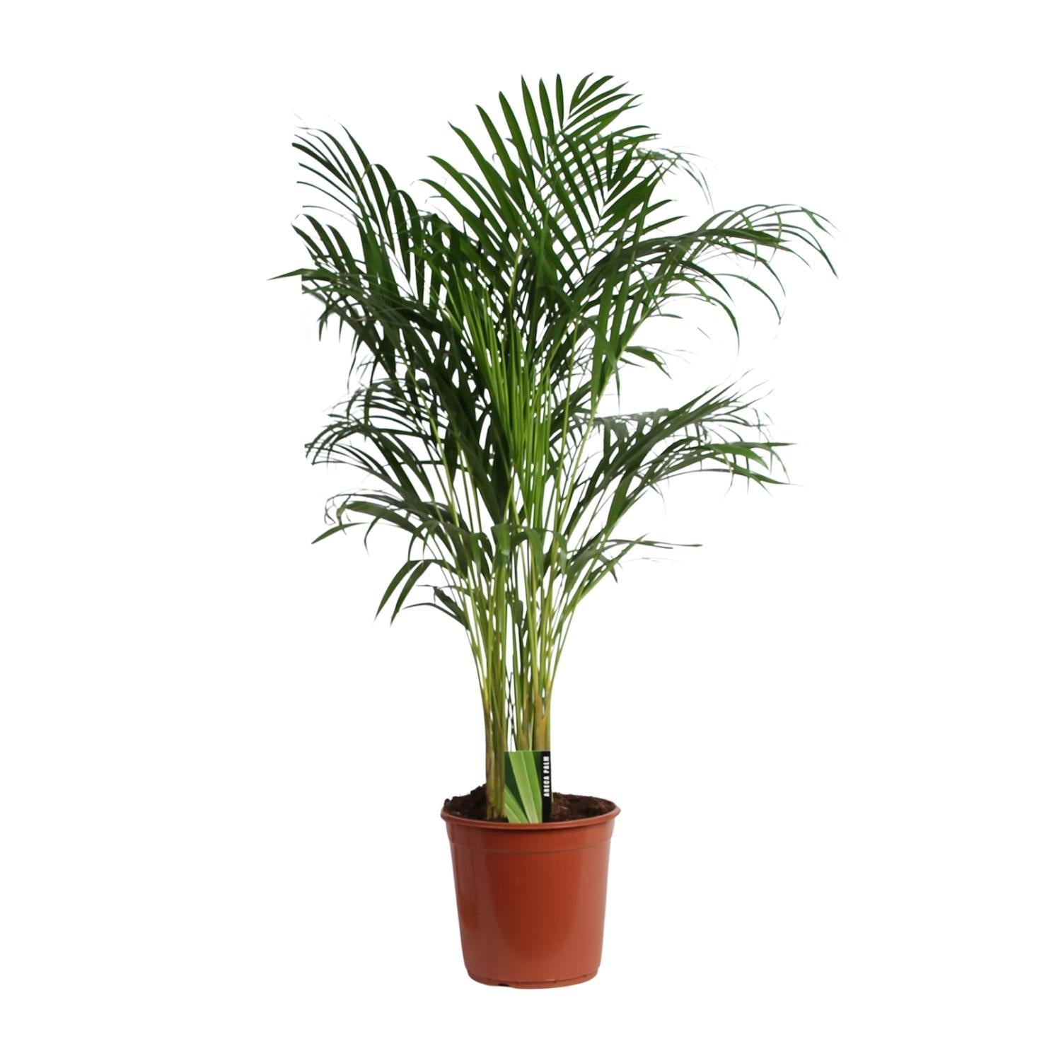 Areca Palme – Dypsis Lutescens – Zimmerpflanze – Ø24cm  – ↕120cm – Tropische Grünpflanze mit luftreinigender Wirkung – Für Wohnzimmer, Büro & Wintergarten 