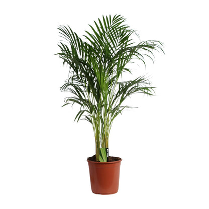 Areca Palme – Dypsis Lutescens – Zimmerpflanze – Ø24cm  – ↕120cm – Tropische Grünpflanze mit luftreinigender Wirkung – Für Wohnzimmer, Büro & Wintergarten 