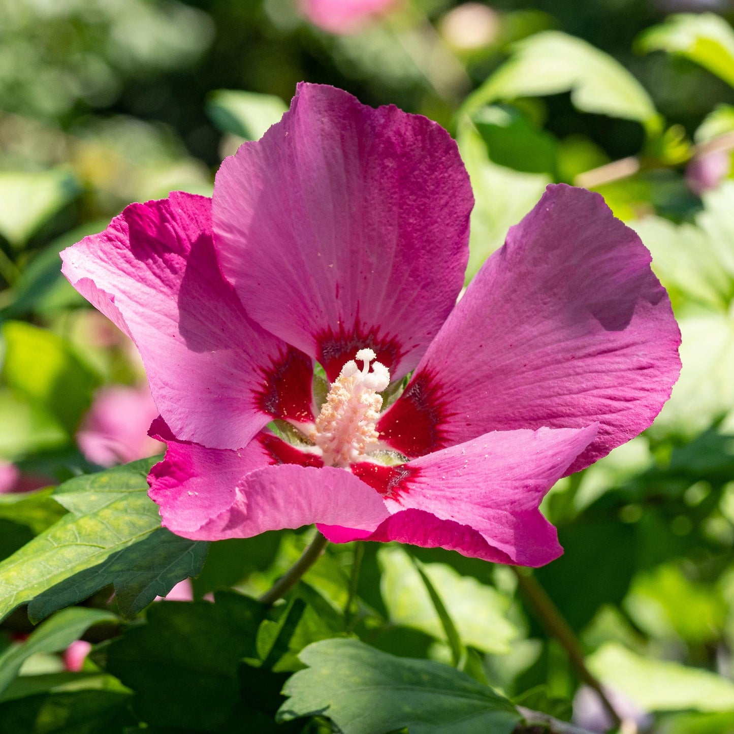 Green boutiQ - Garden Plant - Hibiscus syriacus Woodbridge - Garden Hibiscus - Hardy - Pink - 3 Plants - Pot 17cm - Height 45cm 