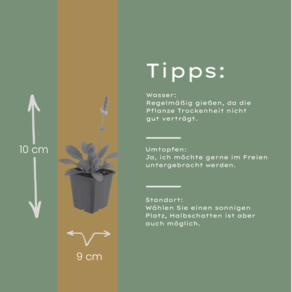 Stachys monieri Hummelo – 6 Pflanzen Ø9cm – Höhe10-25cm – Blühende Staude für Beet Präriegarten Rabatte – winterhart pflegeleicht bienenfreundlich - Oasis of Life