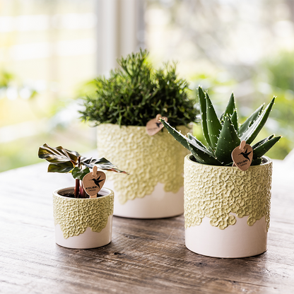 Kolibri Home | Bloom sierpot - Green - Ø6cm 