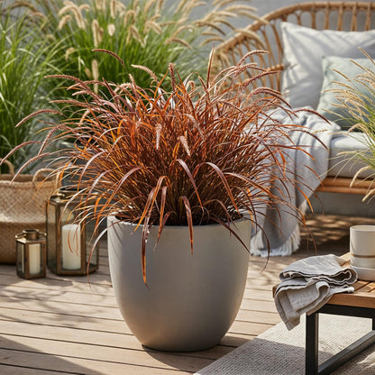 GreenboutiQ - Ziergräser - Uncinia rubra Everflame - Rot - 1 Pflanze - Immergrün - Winterhart - Topf 17cm Höhe 50cm 