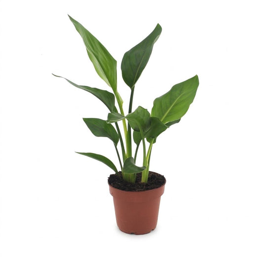 Paradiesvogelblume – Strelitzia reginae – Topf Ø12cm – Höhe 35cm – Dekorative Zimmerpflanze – Ansicht 2