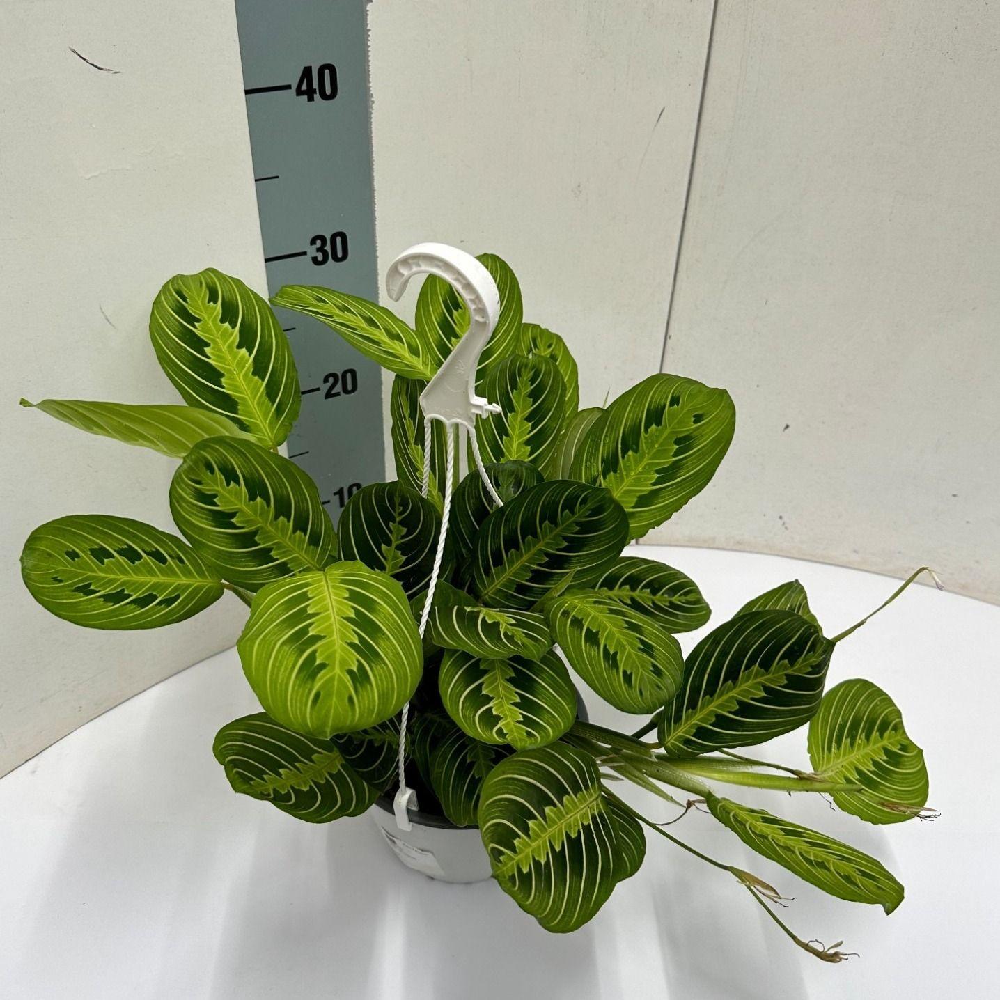Maranta Leuconeura 'Fascinator' Lemon Lime Hangpot - Ø15cm - ↕40cm 