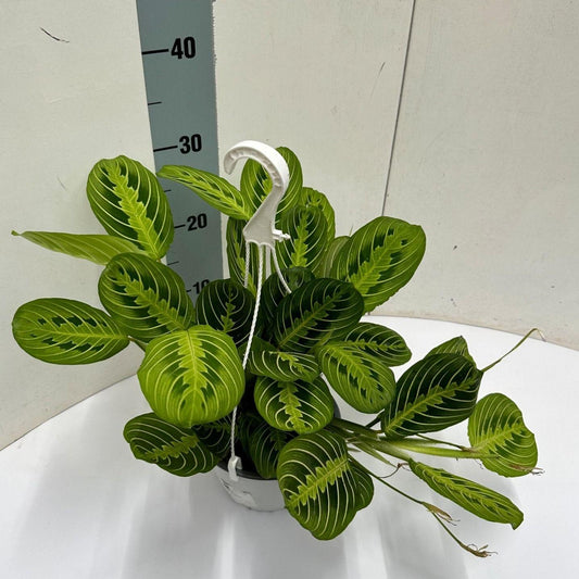 Maranta Leuconeura 'Fascinator' Lemon Lime Hangpot - Ø15cm - ↕40cm 