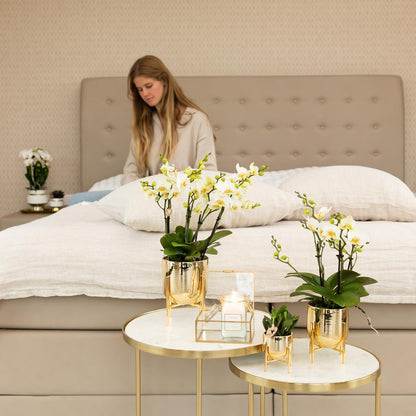 Phalaenopsis Orchidee „Lausanne“ – Weiß – Ø9cm – Zimmerpflanze mit 3 Blütentrieben – Pflegeleicht & elegant – Aus der Blossom-Kollektion 
