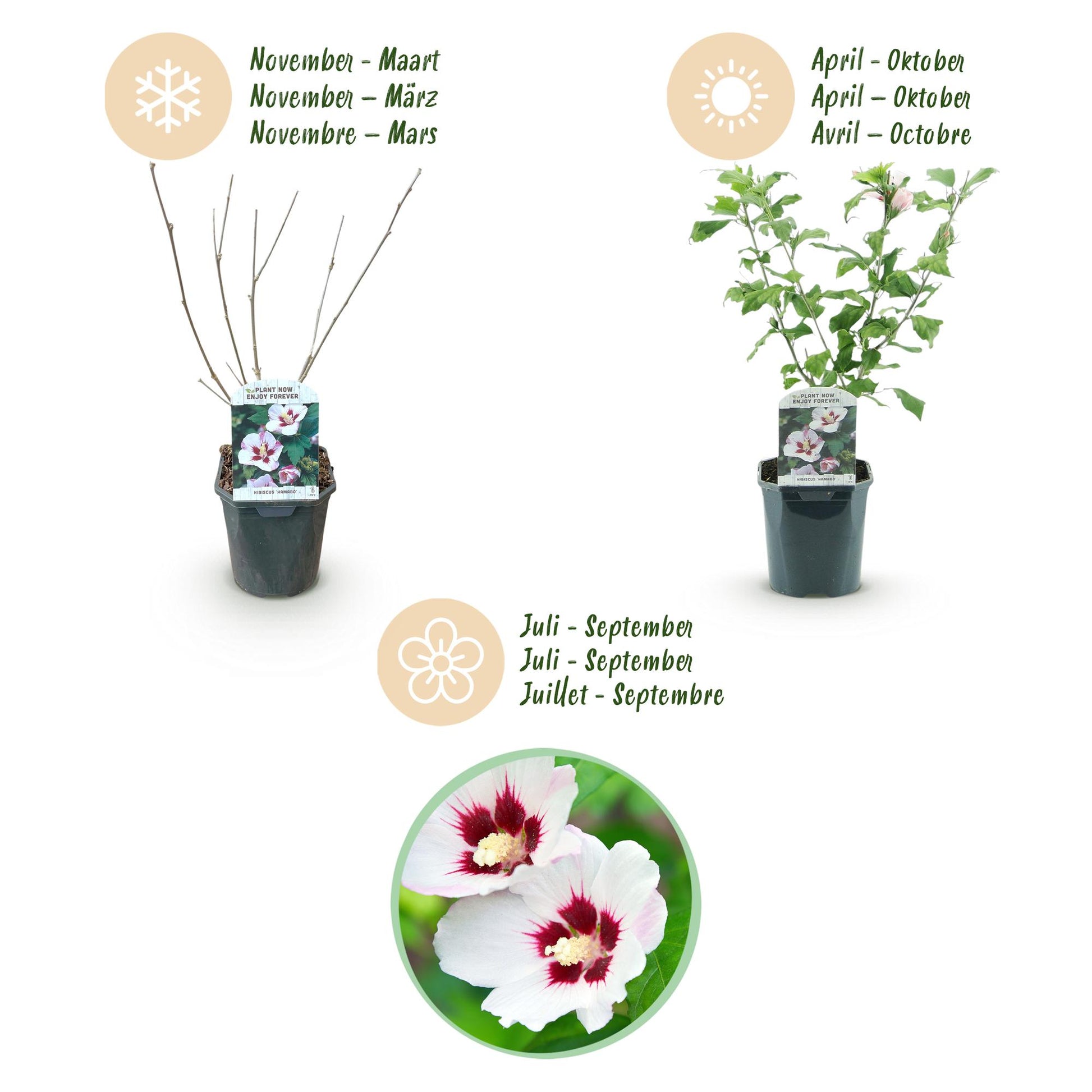 Green boutiQ - Garden Plant - Hibiscus syriacus Hamabo - Garden Hibiscus - Hardy - White - Pink - 3 Plants - Pot 17cm - Height 45cm 