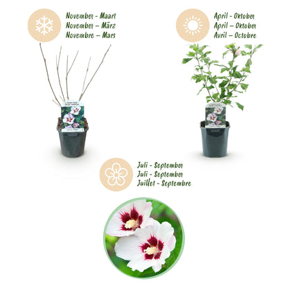 Green boutiQ - Garden Plant - Hibiscus syriacus Hamabo - Garden Hibiscus - Hardy - White - Pink - 3 Plants - Pot 17cm - Height 45cm 