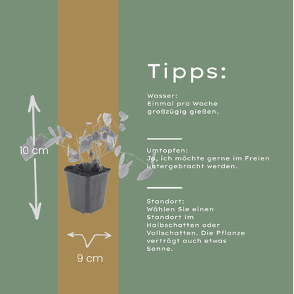 Elfenblume Epimedium × youngianum ‘Niveum’ – 24 Pflanzen– 10-25cm – Ø9cm – Weiße Schattenstaude – Winterharter Bodendecker für Garten & Gehölzrand