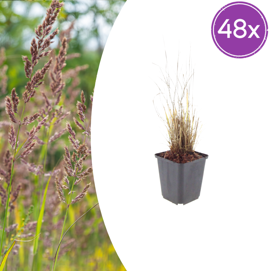 Diamantgras Calamagrostis brachytricha – 48 Pflanzen – 10-25cm – Ø9cm – Winterhartes Ziergras mit rosafarbenen Blütenrispen – Gartengras für Beet & Halbschatten
