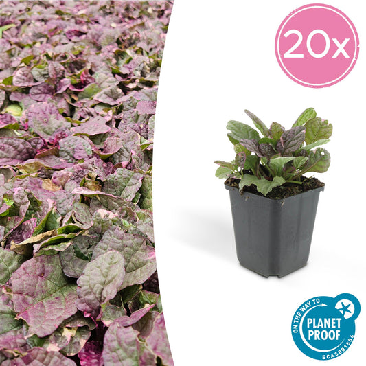 Kriechender Günsel – Ajuga reptans 'Burgundy Glow' – ↕10-25 cm – Ø9 cm – 20 Stück – Bodendecker – Blühend & pflegeleicht – Halbschatten & Schatten