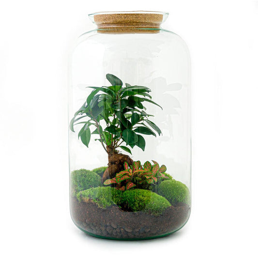 Flaschengarten - DIY Bausatz - Terrarium - Sven Bonsai - ↕43cm
