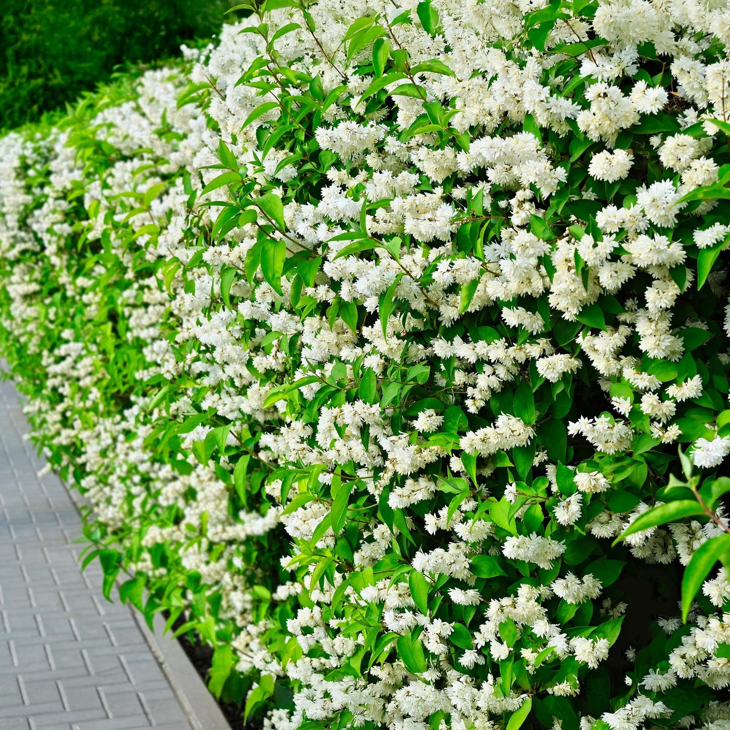 Bauernjasmin Philadelphus Snowbelle – Duftende Weiße Blüten – Wenig Pflege – 17 cm Höhe 45 cm – Für Garten, Terrasse & Balkon 