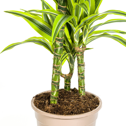 Dracaena Deremensis Lemon Lime mit Korb Ø21cm - ↕90 - 110cm 