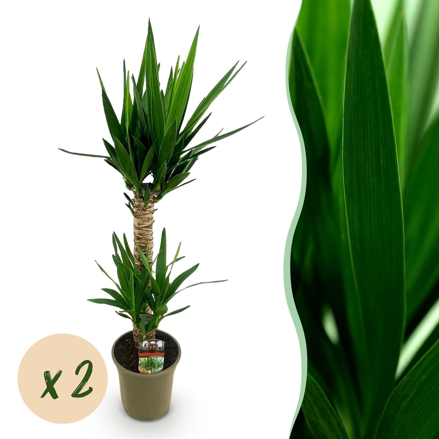Yucca Elephantipes – 120cm – ø19cm – Pflegeleichte Palmlilie mit schmalen Blättern – Robuste Zimmerpflanze für helle & halbschattige Räume – Elegante Grünpflanze für Wohnzimmer & Büro 