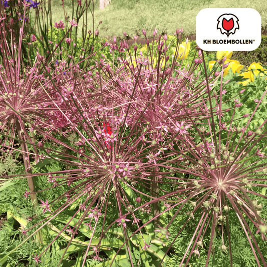 Allium schubertii – 5 Blumenzwiebeln – Spektakulärer Zierlauch – Große kugelförmige Blüten – Feuerwerk-Effekt im Garten – Auch als Trockenblume 