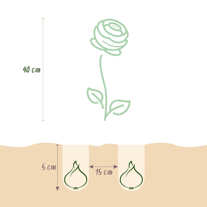 GreenboutiQ - Blumenzwiebeln - Ranunculus Pastel Mix - Verschiedene Farben - 40 Stück - Zwiebelgröße 5/6 - XXL Pack 