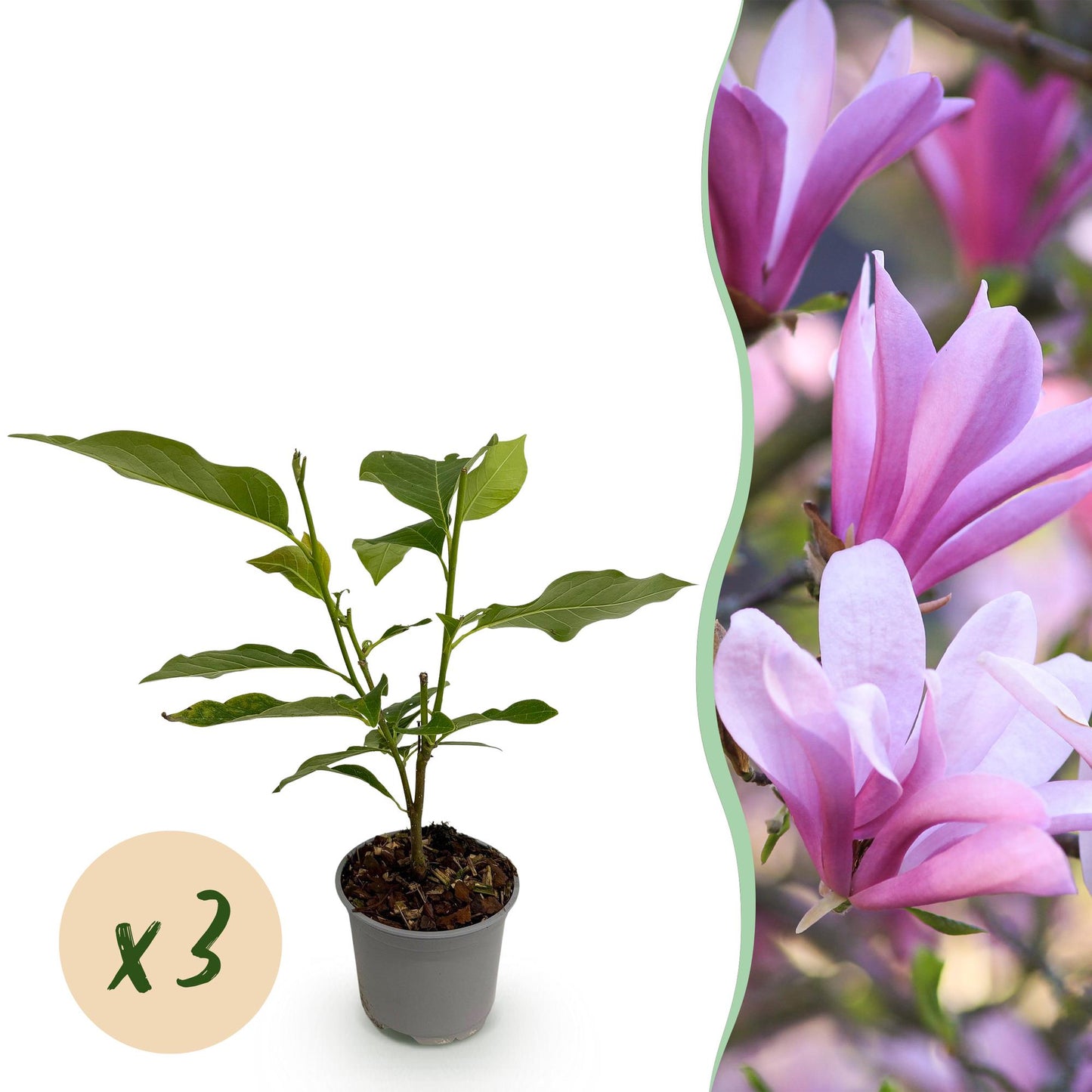 GreenboutiQ - Gartenpflanze - Magnolia Betty - Blüte Weiß - 3 Pflanzen - Laubabwerfend - Wenig Pflege - Topf 12cm Höhe 30cm 