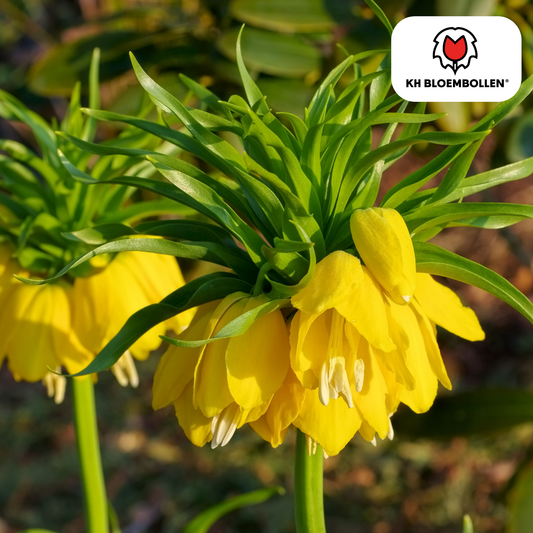 Fritillaria imperialis 'Lutea' – Kaiserkrone – schwefelgelbe Blüten – 5 Blumenzwiebeln – ↕80-100cm – imposanter Frühjahrsblüher 