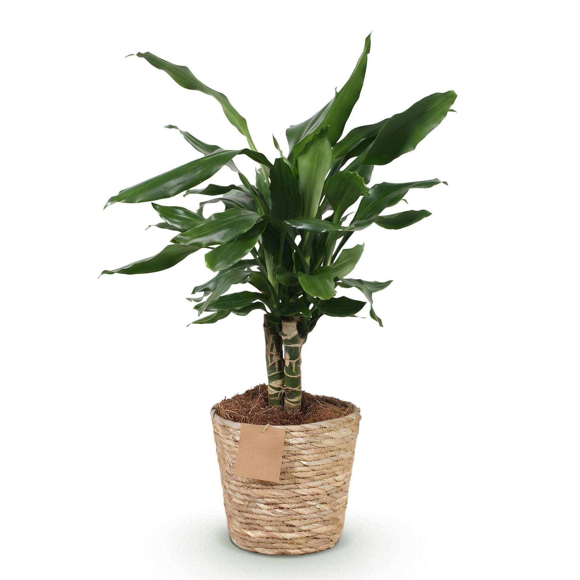 Green boutiQ - Zimmerpflanzen - Dracaena fragrans Steudneri - Drachenblutbaum - Wenig Pflege - mit Korb - Grün - 1 Pflanze - Topf 17cm - Höhe 50-55cm 