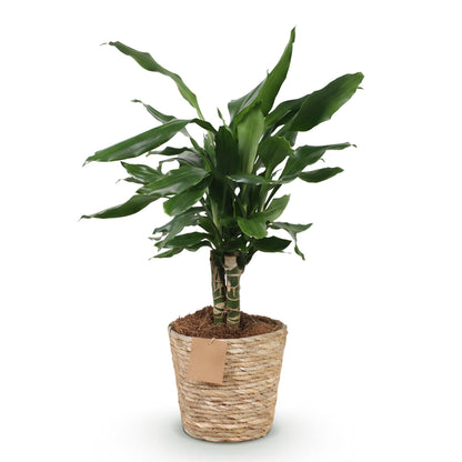 Green boutiQ - Zimmerpflanzen - Dracaena fragrans Steudneri - Drachenblutbaum - Wenig Pflege - mit Korb - Grün - 1 Pflanze - Topf 17cm - Höhe 50-55cm 