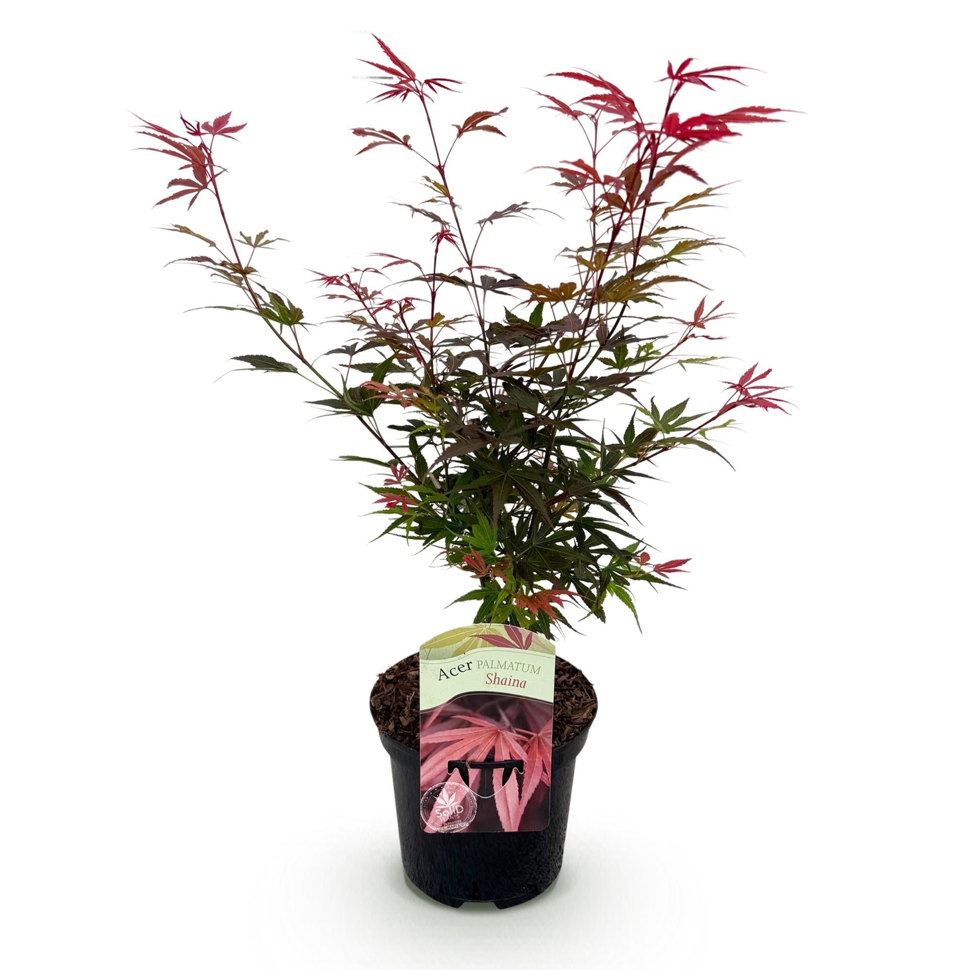 Japanischer Ahorn – Acer palmatum 'Shaina' – ca. 70 cm hoch – Topf Ø19 cm – kompakte Sorte mit tiefrotem Laub – Balkon- & Gartenpflanze 