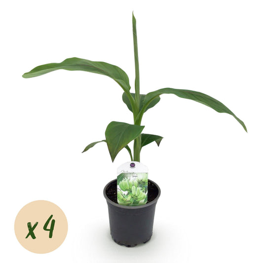 Bananenpflanze Musa Basjoo – 4 Pflanzen – Winterhart – Topf Ø12 cm, Höhe ca. 30 cm – Exotische Garten- und Terrassenpflanze – Große grüne Blätter – Ideal für Beet & Balkon 