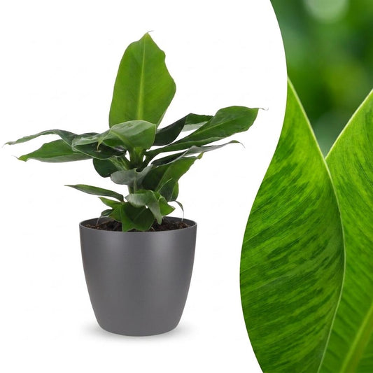 Orientalische Zwergbanane – Musa 'Oriental Dwarf' – Topf Ø12cm – Höhe 30cm – mit grauem Dekotopf