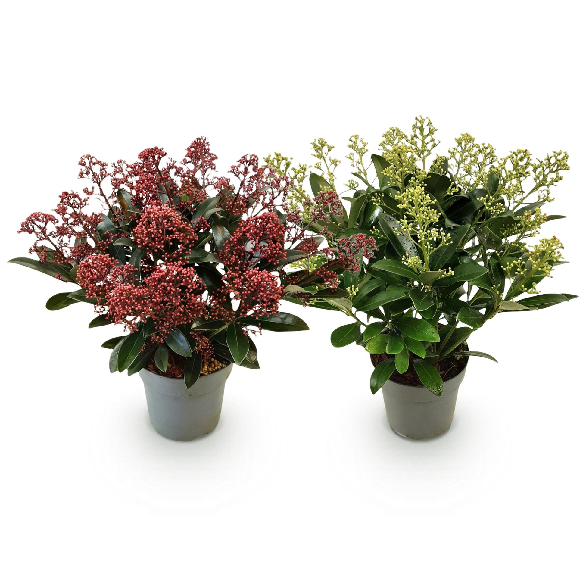 GreenboutiQ - Terrassenpflanze - Skimmia japonica Duo - Blüte Weiß & Rot - 15+ Blumen - 2 Pflanzen - Winterhart - Topf 15cm Höhe 30cm 