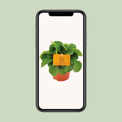 Zwergpfeffer - Peperomia Rana Verde - Zimmerpflanze - Ø11cm - ↕15cm