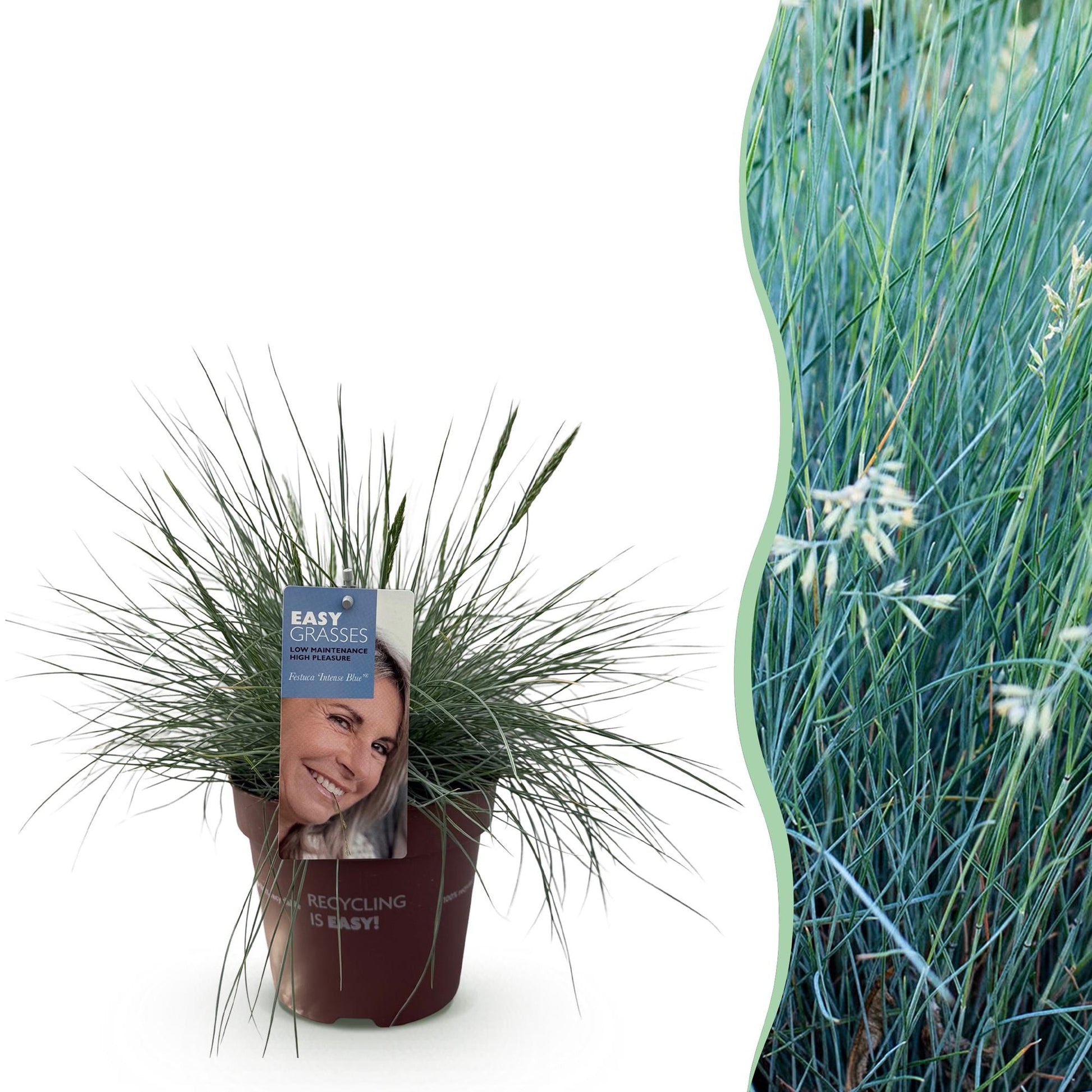GreenboutiQ - Ziergräser - Festuca glauca Intense Blue - Blau - 1 Pflanze - Immergrün - Winterhart - Topf 17cm Höhe 50cm 