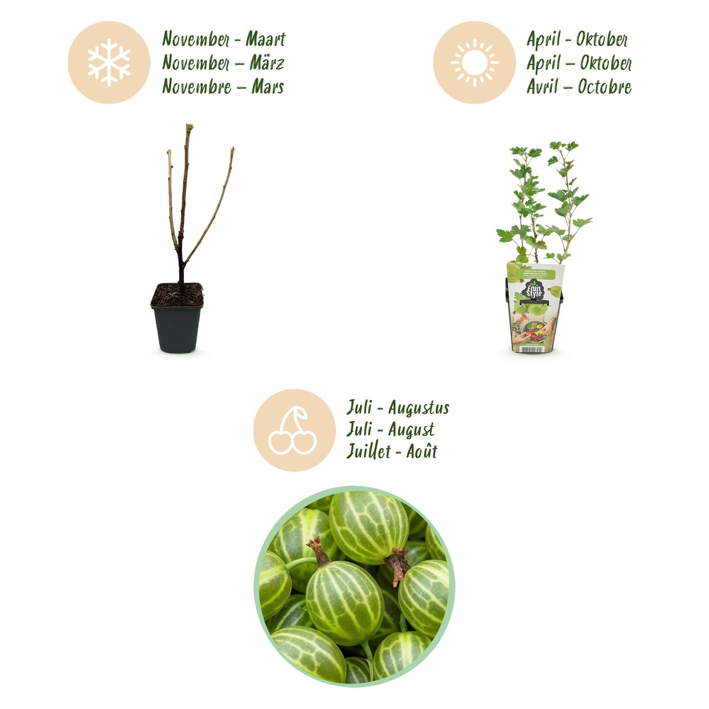 GreenboutiQ - Obstpflanzen - Stachelbeere - Ribes uva-crispa Hinnonmaki Grun - Winterhart - 6 Pflanzen - Topf 9 cm - Grüne Beere 