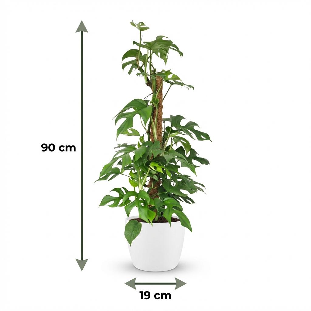Monstera Minima am Moosstab 90cm – Mini Fensterblatt Zimmerpflanze im Potter Weiß Übertopf Ø19cm – tropische Blätter mit Löchern – pflegeleicht für Wohnung & Büro, ideal bei Halbschatten 