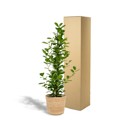 Ficus microcarpa Moclame - Ø21cm - ↕95cm + Korb Selin 