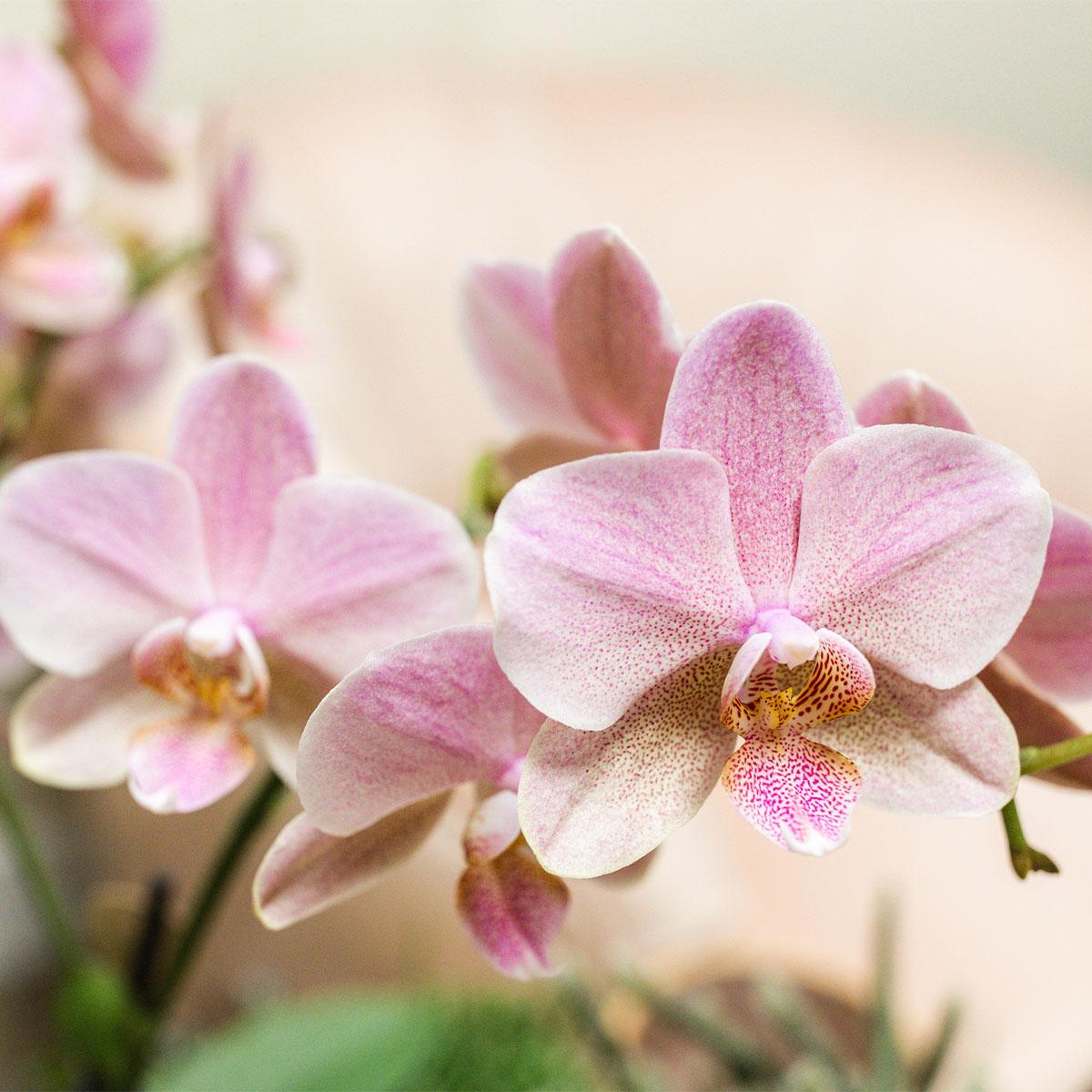 Altrosa Phalaenopsis Orchideen - Treviso - Topfgröße Ø12cm -Zimmerpflanze - 2 Stück
