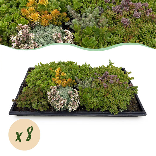 GreenboutiQ - Bodendecker - Winterhart - Sedummatte - Besteht aus 10 Sorten - X8 - Wenig Pflegeaufwand - Länge 50cm Breite 30cm 