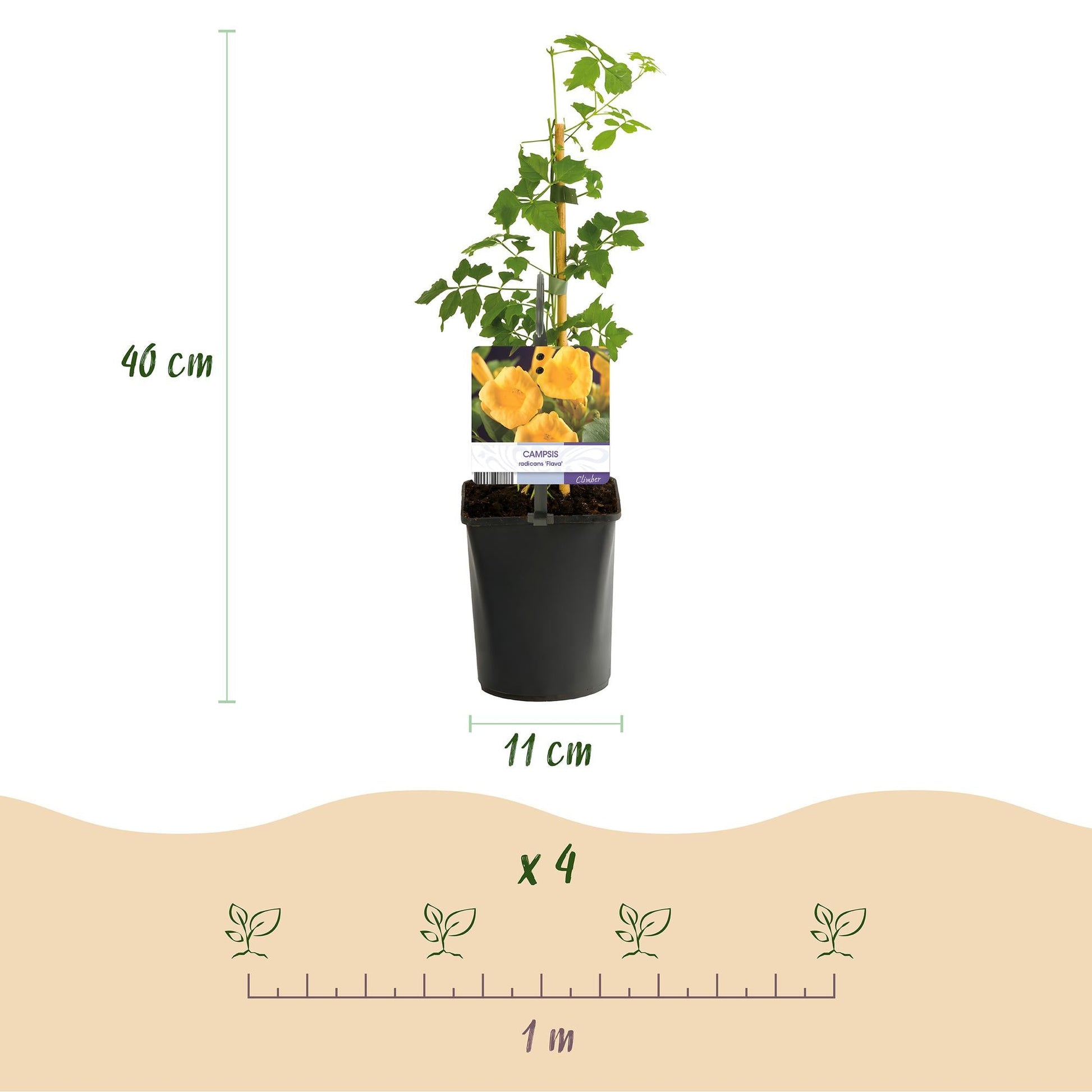 Trompetblume - Campsis radicans Flava - Blüte Gelb - Wenig Pflege - 2 Pflanzen - Topf 11cm Höhe 40cm 