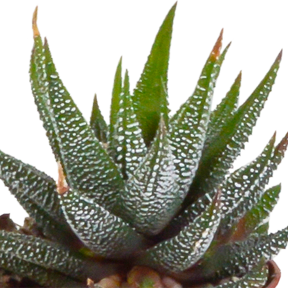 Gasteria/Haworthia-Mischung - 5 Sukkulenten – Ø5,5cm – Handbemalter mexikanischer Topf – Vielfältige Formen & Farben – Hochwertige Qualität vom Erzeuger 
