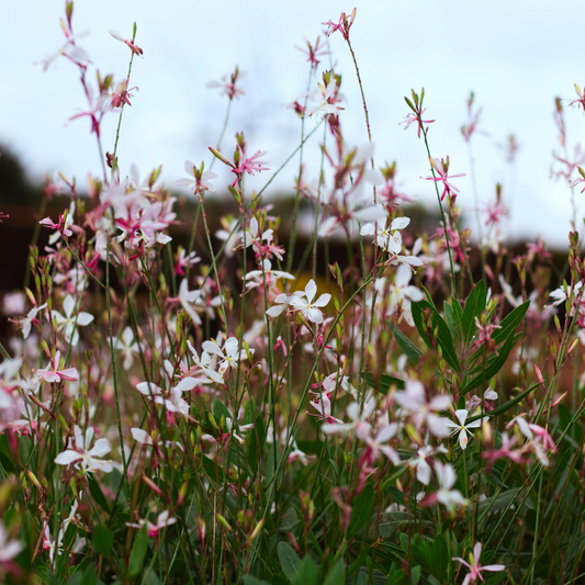 Gaura lindheimeri Siskiyou Pink – 60 Pflanzen – Ø9cm – Höhe 10-25cm – Prachtkerze – Kräftig rosafarbene Blüten – Für Beet, Präriegarten & Kübel