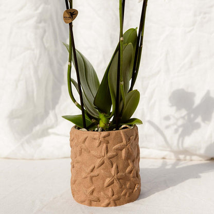 Set aus Bolzano-Orchidee & Sukkulente – In dekorativen Keramiktöpfen Ø9cm & Ø6cm – Blühende Zimmerpflanzen – Geschenkidee – Pflegeleicht – Frisch vom Züchter