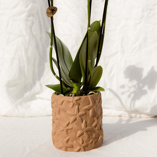 Set aus Bolzano-Orchidee & Sukkulente – In dekorativen Keramiktöpfen Ø9cm & Ø6cm – Blühende Zimmerpflanzen – Geschenkidee – Pflegeleicht – Frisch vom Züchter