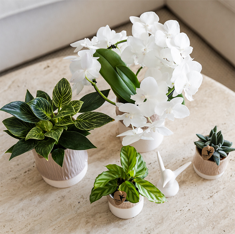 Kolibri Home | Tree Übertopf - Sand - Ø9cm 